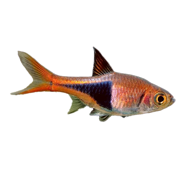 Imagem do peixe Rasbora Arlequim